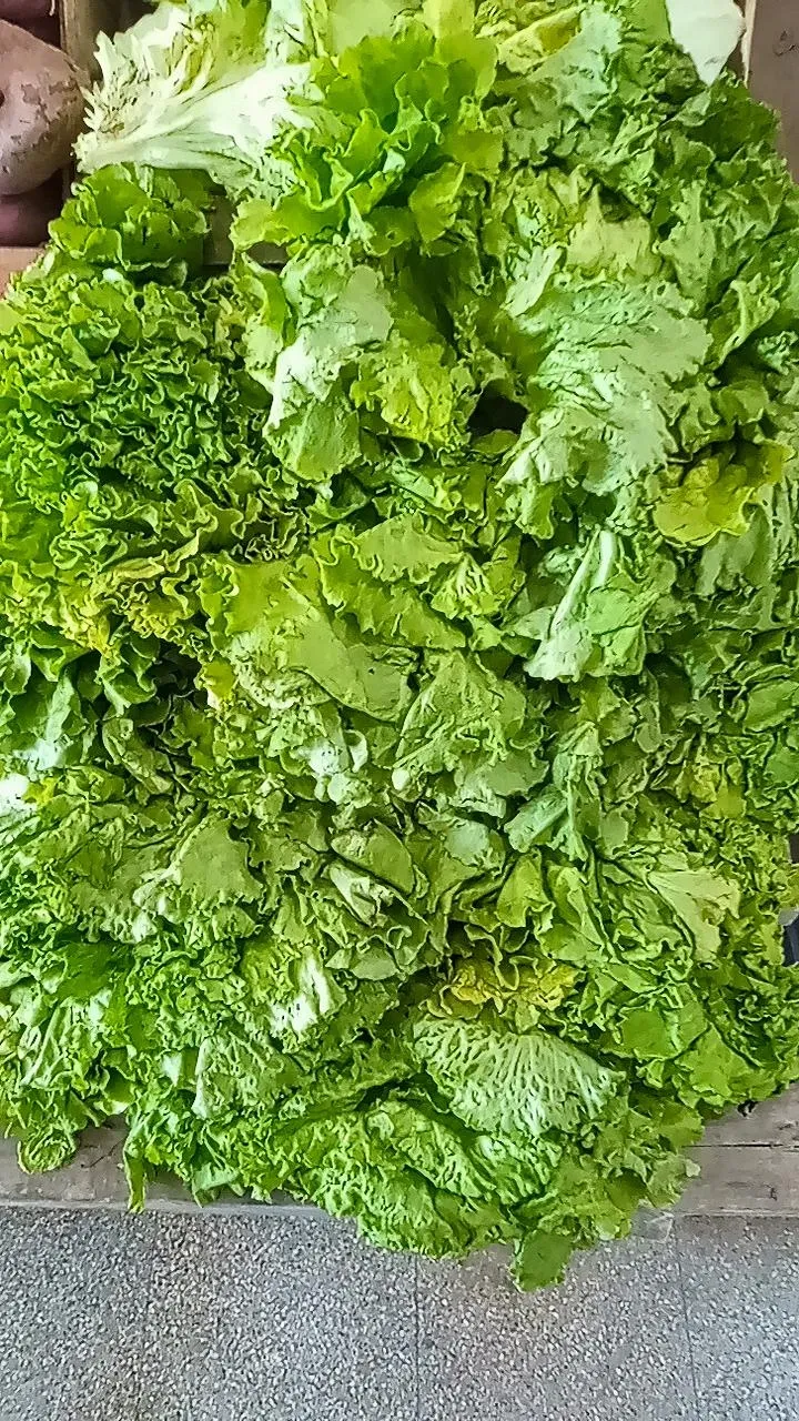 Lechuga x KG