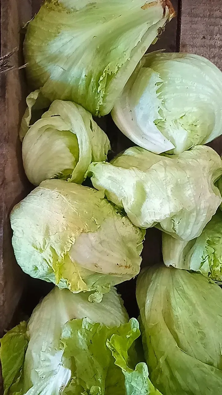Lechuga repollada x KG