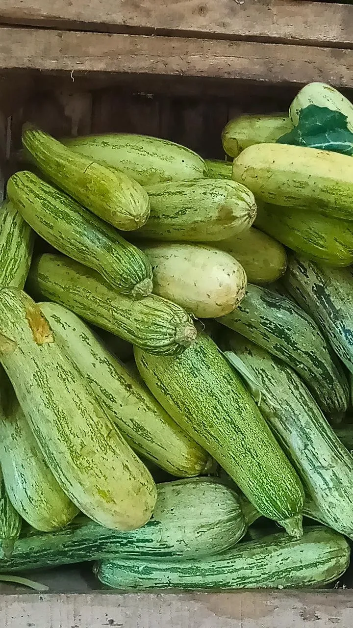 Zapallito zuquini x KG