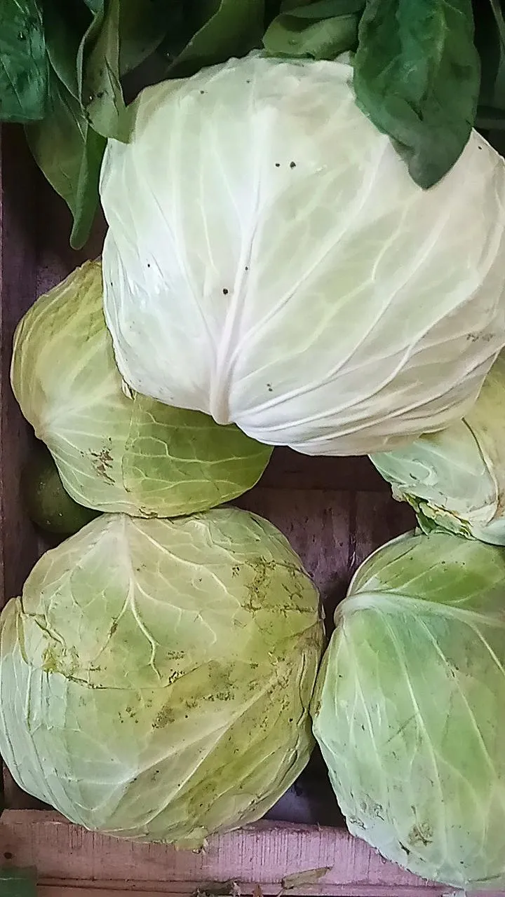 Repollo blanco unidad