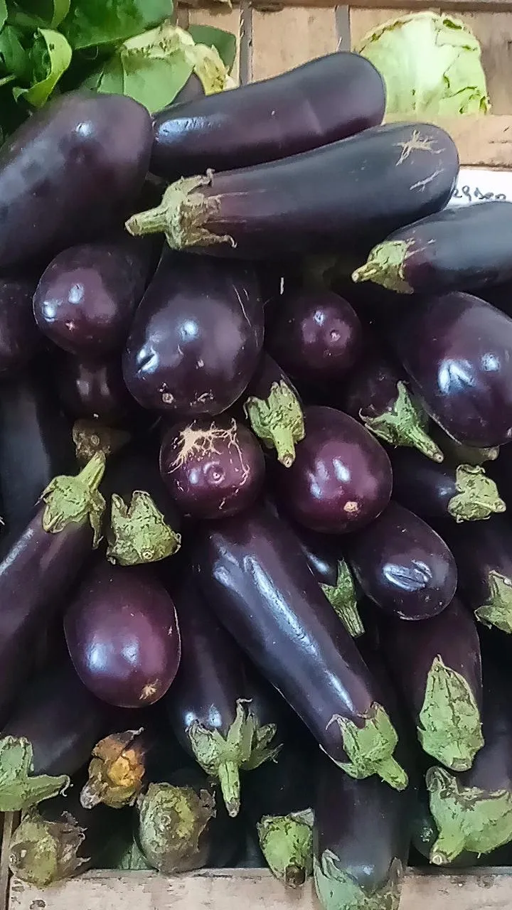 Berenjena