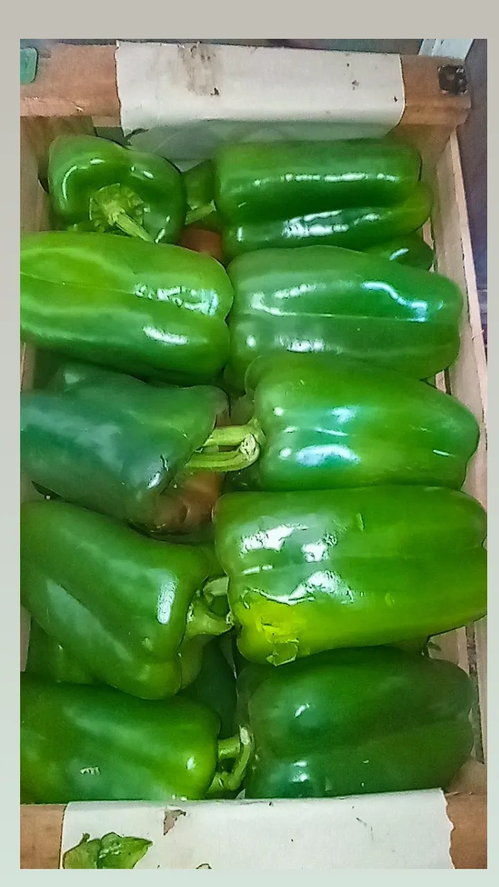 Morrón verde x Kg