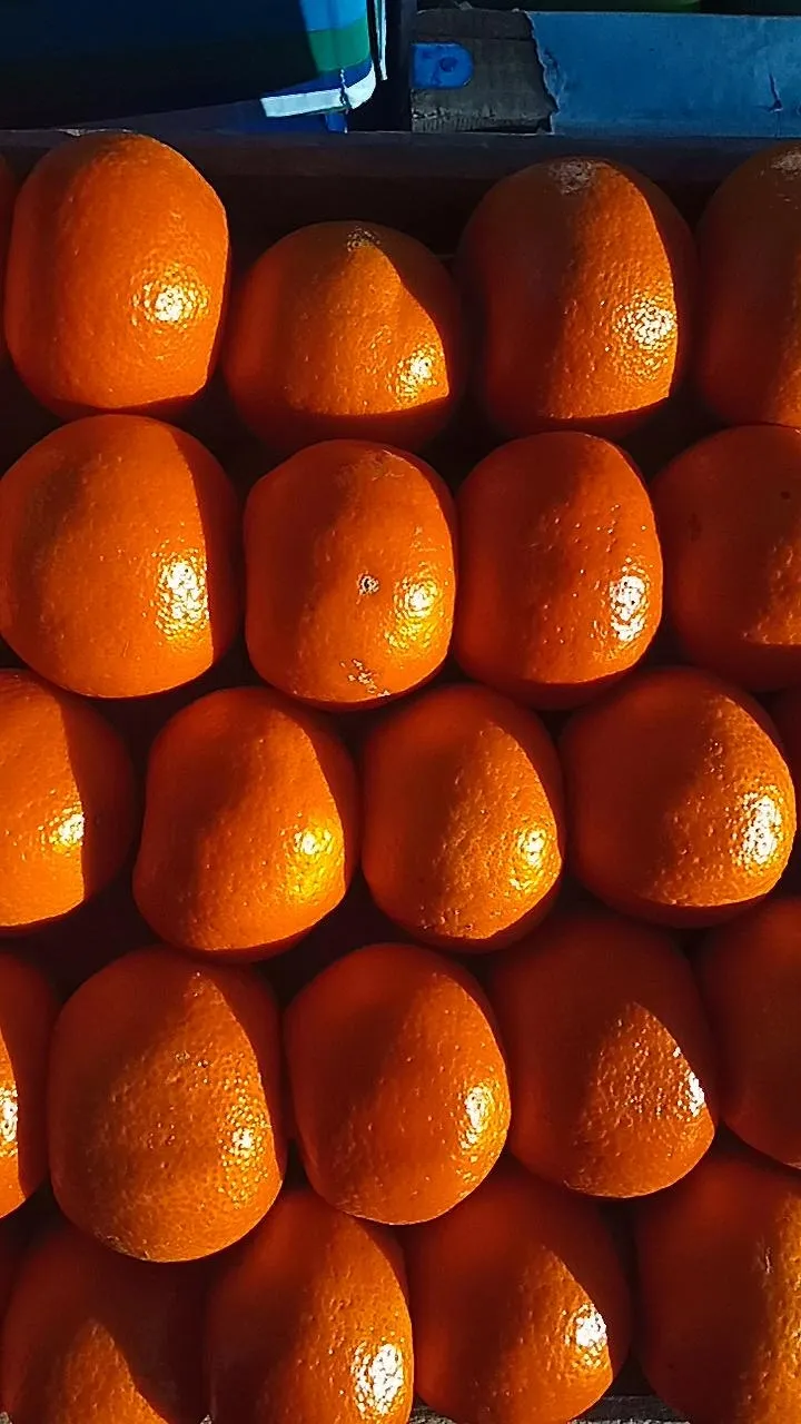 Mandarina x KG