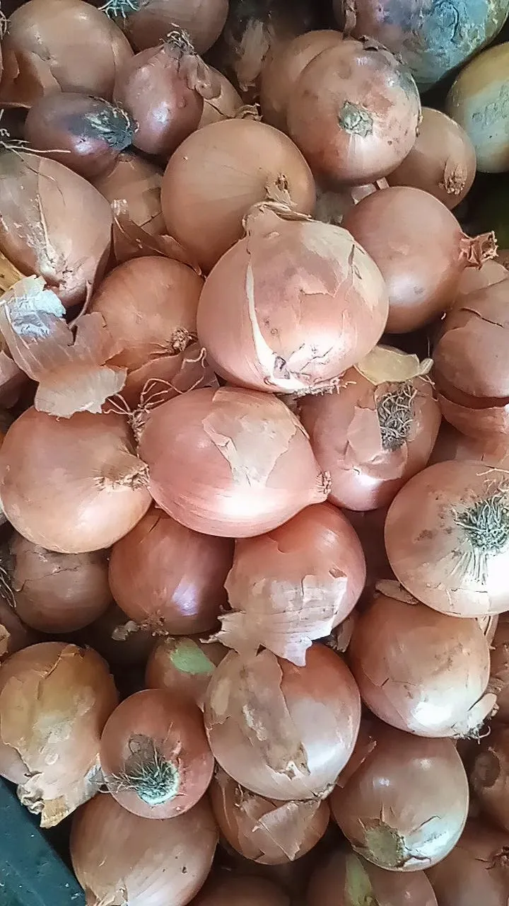 Cebolla por kG