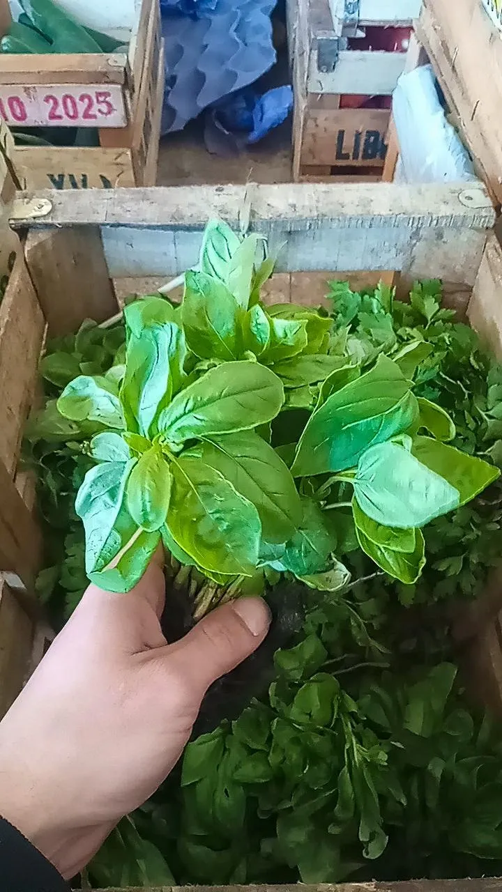 Albahaca cada una