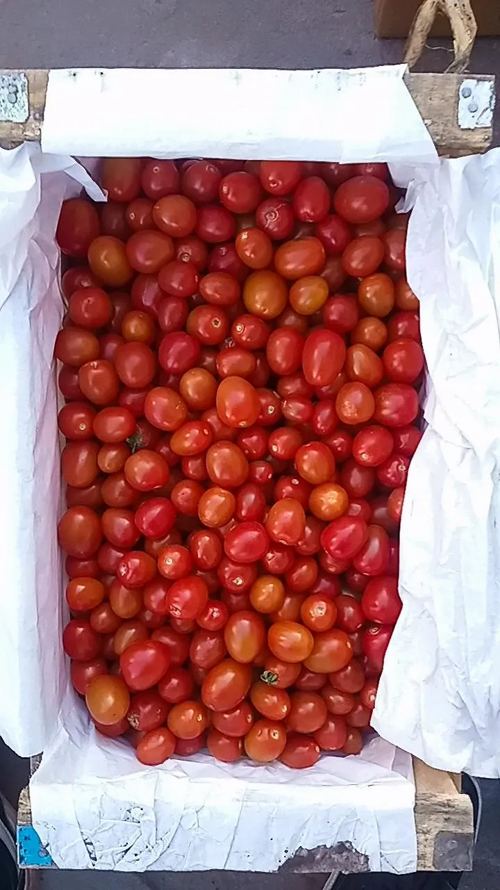 Tomate Cherry kg