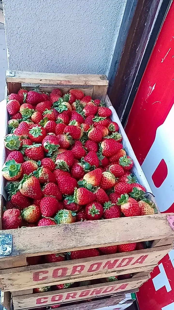 Frutilla cajón