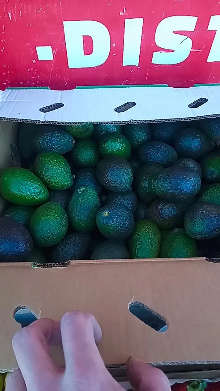 Palta chile c/u