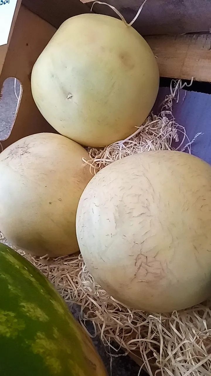 Melones